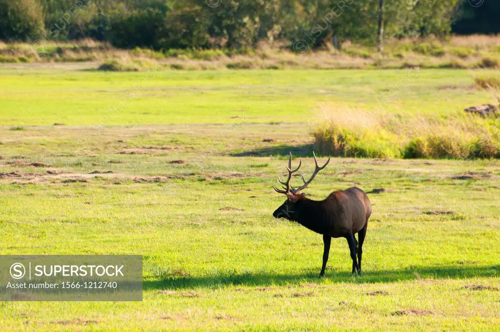 Roosevelt elk, Dean Creek Elk Viewing Area, Coos Bay Bureau of Land Management, Oregon