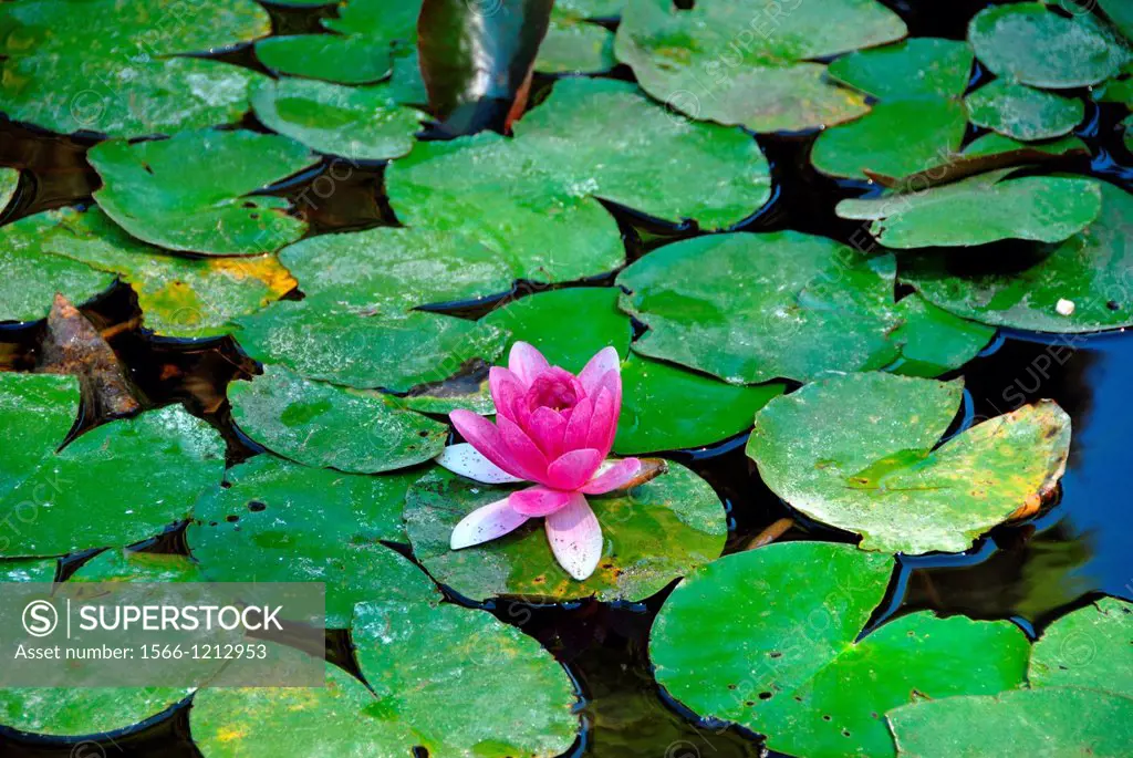 Nymphaeaceae and water lily on the pond surrounding the Giuseppe Garibaldi monument in the Viale of Giuseppe Garibaldi  Sestier di Castello  Venice, V...