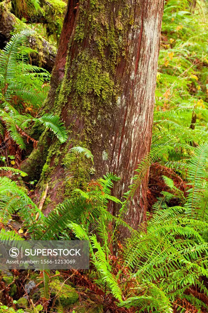 Forest along Drift Creek Falls Trail, Siuslaw National Forest, Oregon