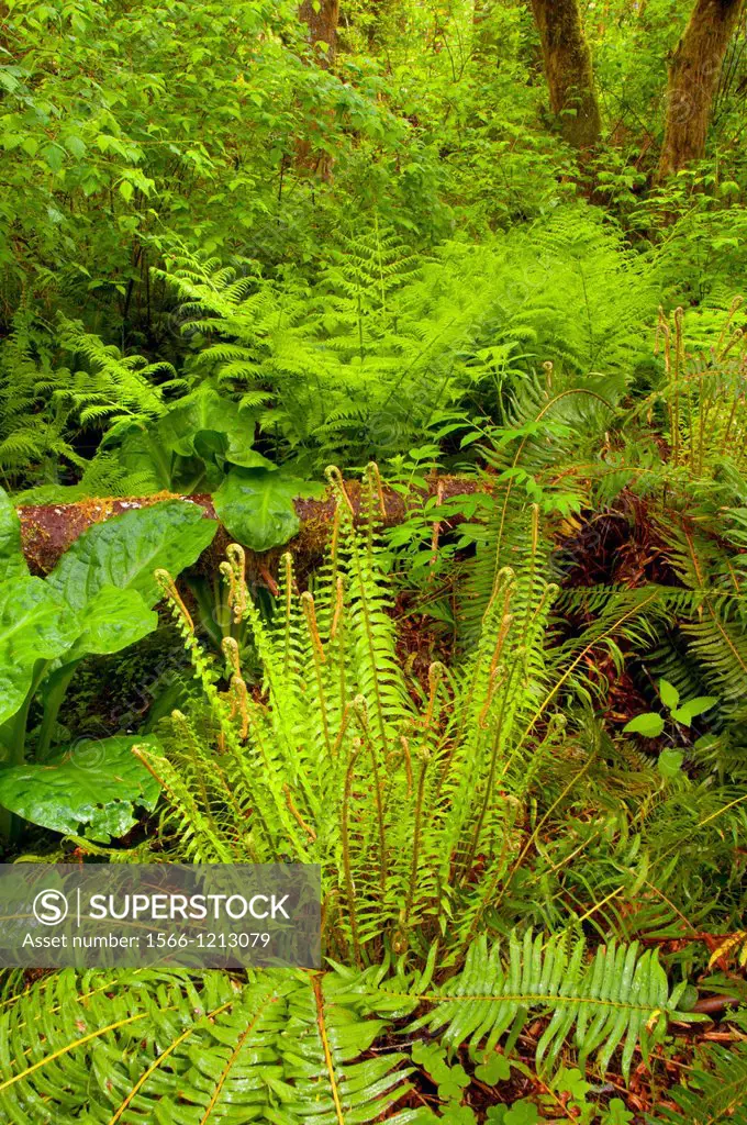 Forest with sword fern along Alsea Falls Trail, Alsea Falls Recreation Site, South Fork Alsea River National Back Country Byway, Oregon