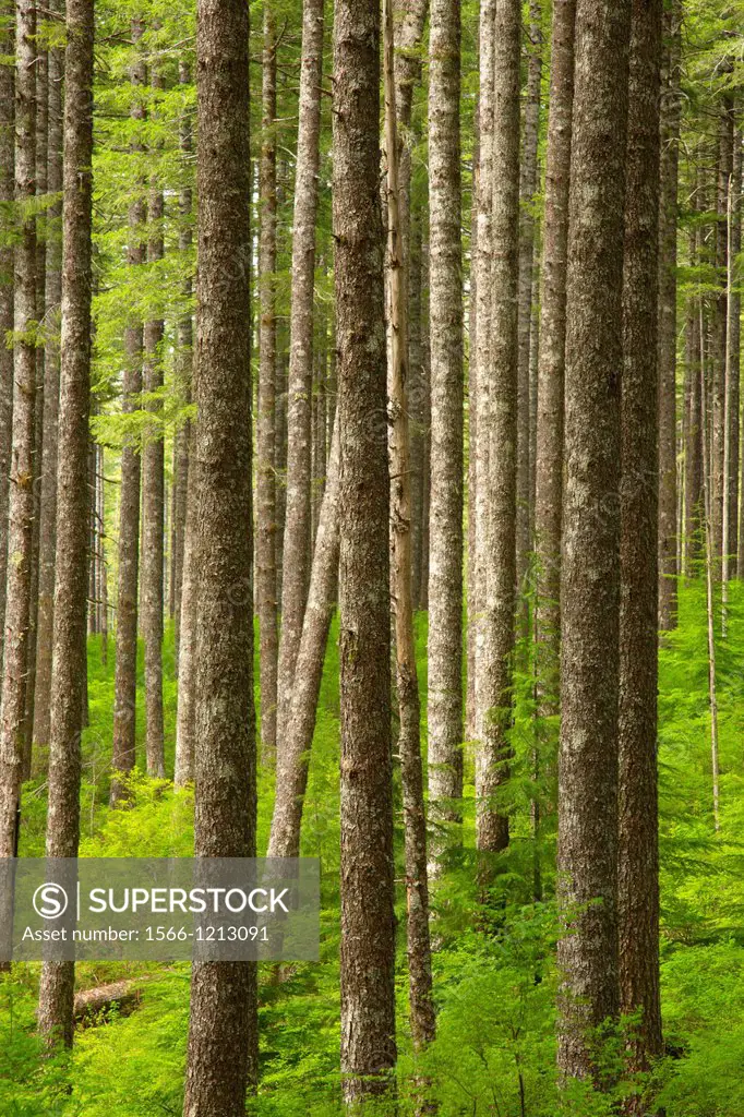 Douglas fir forest along Pioneer Indian Trail, Siuslaw National Forest, Oregon
