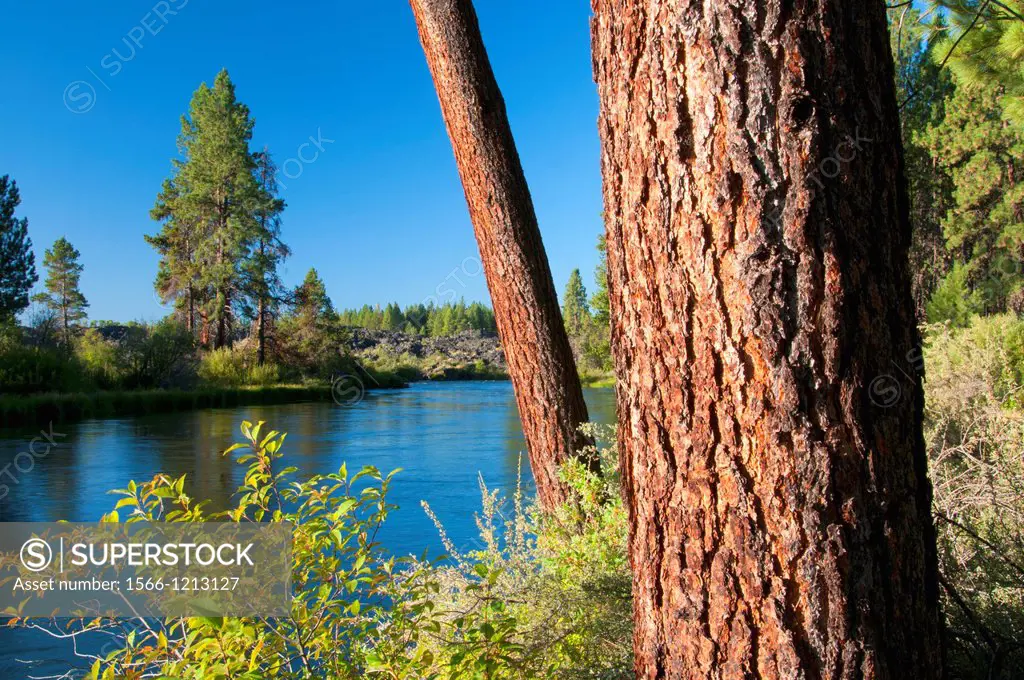 Deschutes Wild and Scenic River with Ponderosa pine from Deschutes River Trail, Deschutes National Forest, Oregon