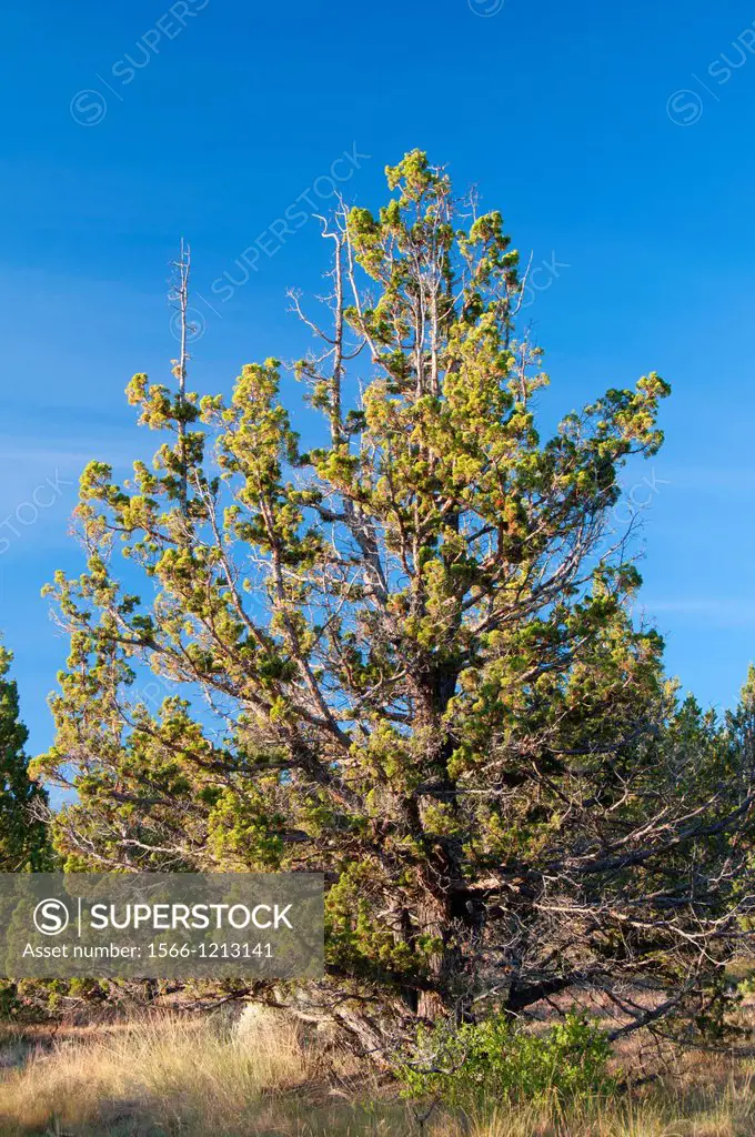 Western juniper Juniperus occidentalis, Rimrock Springs Wildlife Area, Crooked River National Grassland, Oregon
