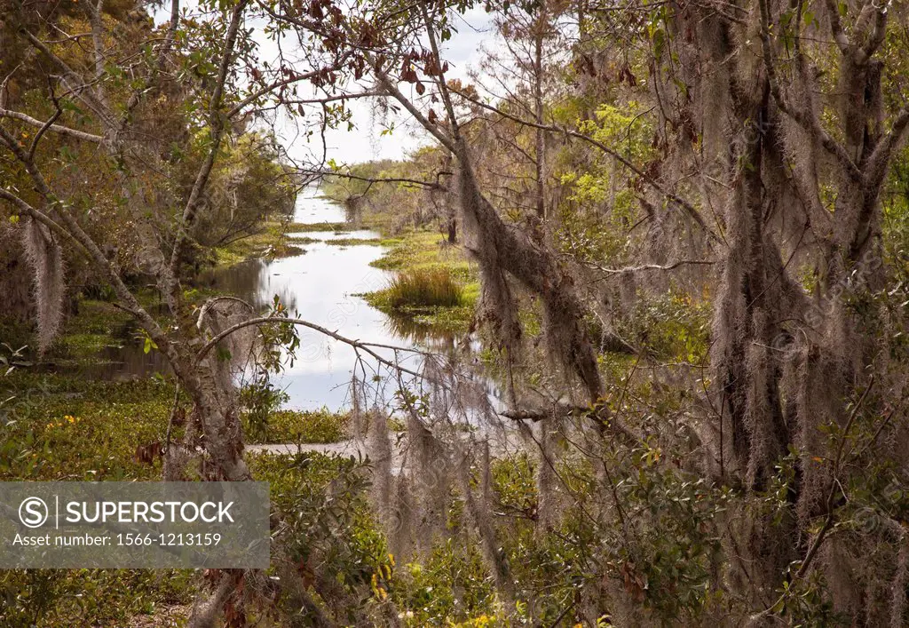 Crown Point, Louisiana - Spanish moss hangs above a bayou in the Barataria Preserve, a part of Jean Lafitte National Historical Park and Preserve  Bar...