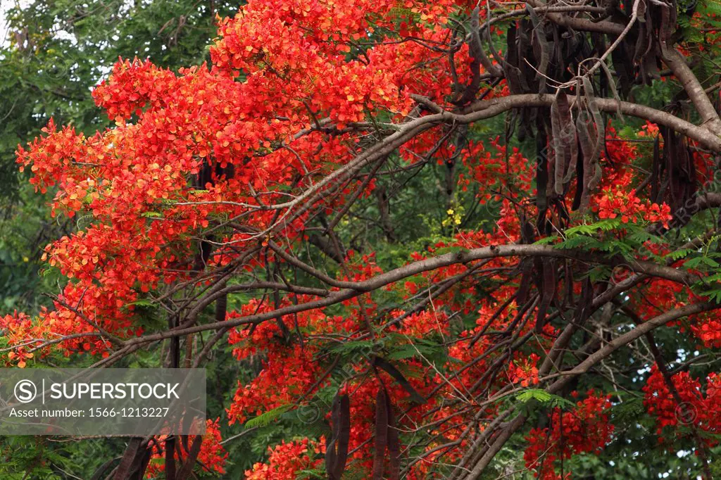 Gul mohur tree delonix regia with Green leaves and red flower, Asia