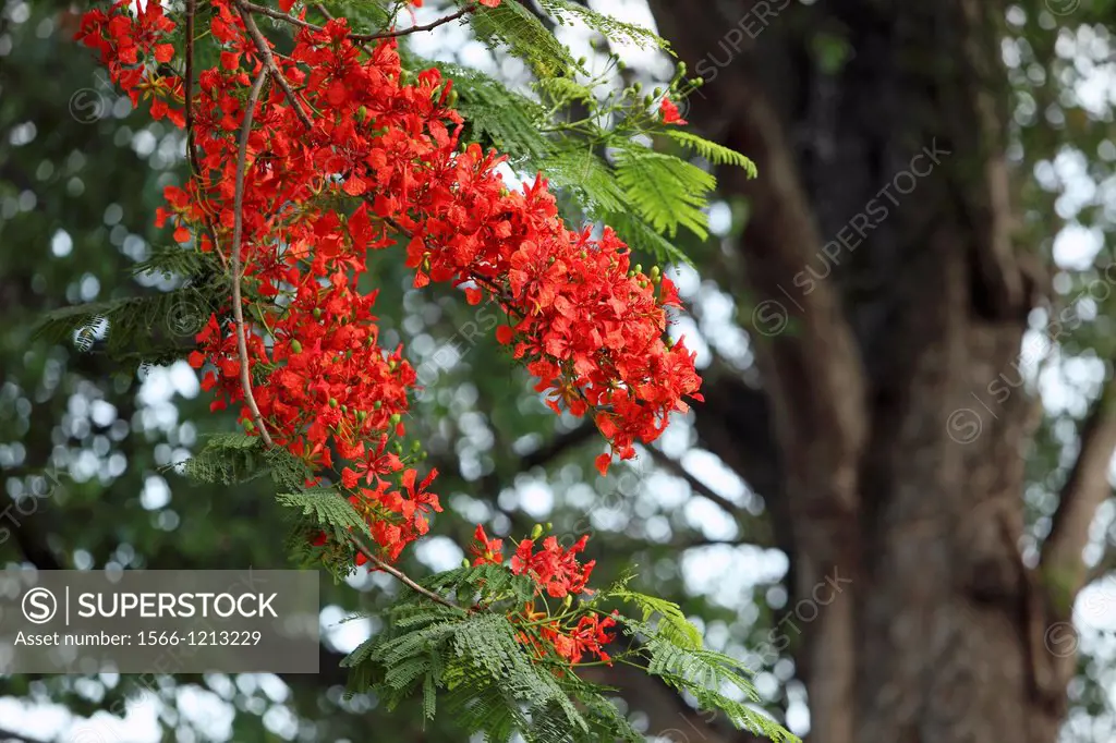 Gul mohur tree delonix regia with Green leaves and red flower, Asia