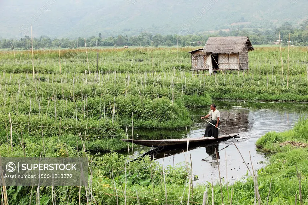 Floating gardens, Inle Lake, Shan states, Burma