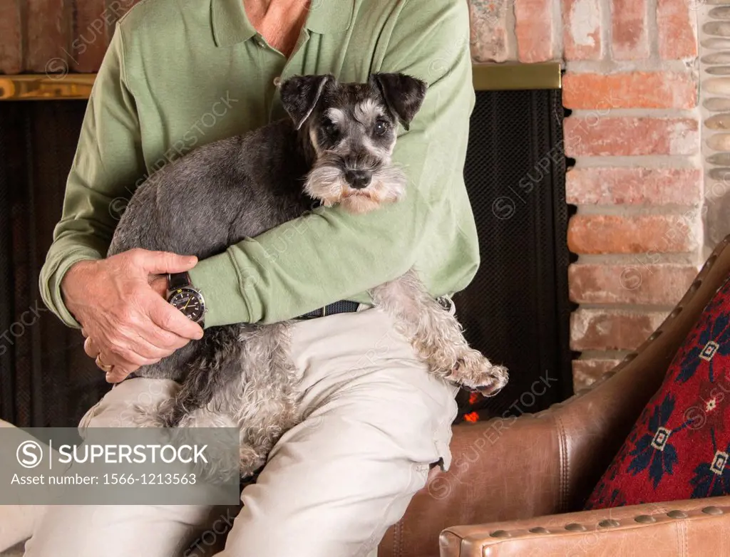 A man holds an adorable miniature schnauzer puppy