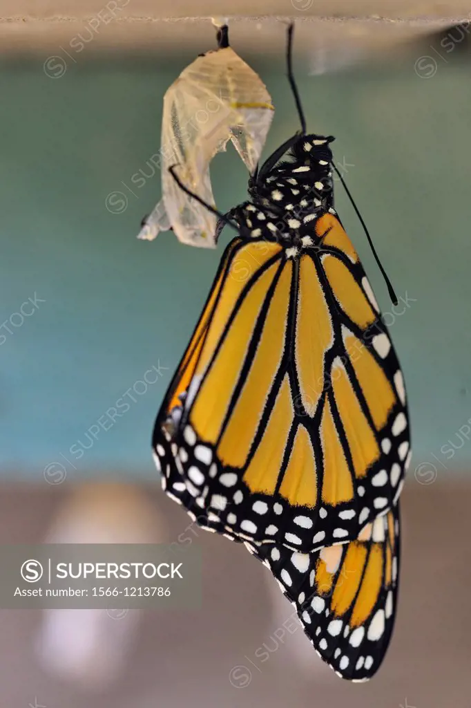 Monarch Danaus plexippus Newly emerged from chrysallis, drying its wings, Greater Sudbury Lively, Ontario, Canada