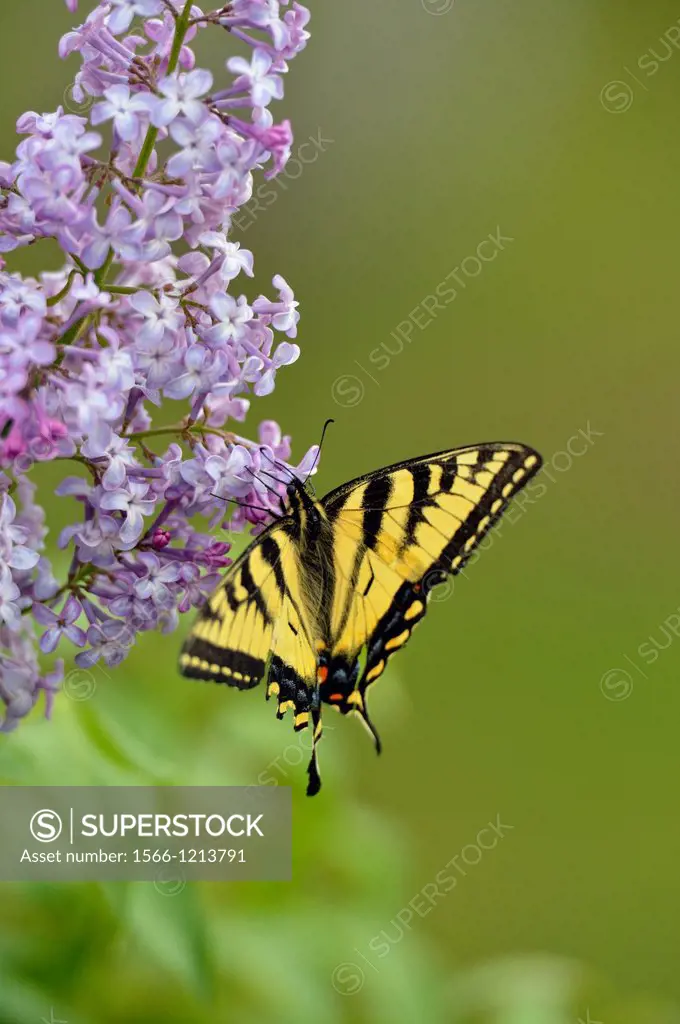 Canadian tiger swallowtail Papilio Canadensis nectaring lilac flowers, Greater Sudbury Lively, Ontario, Canada