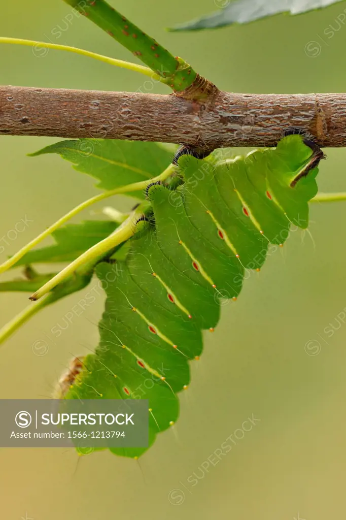 Polyphemus Moth Antheraea polyphemus Caterpillar in Manitoba maple tree, Greater Sudbury Lively, Ontario, Canada