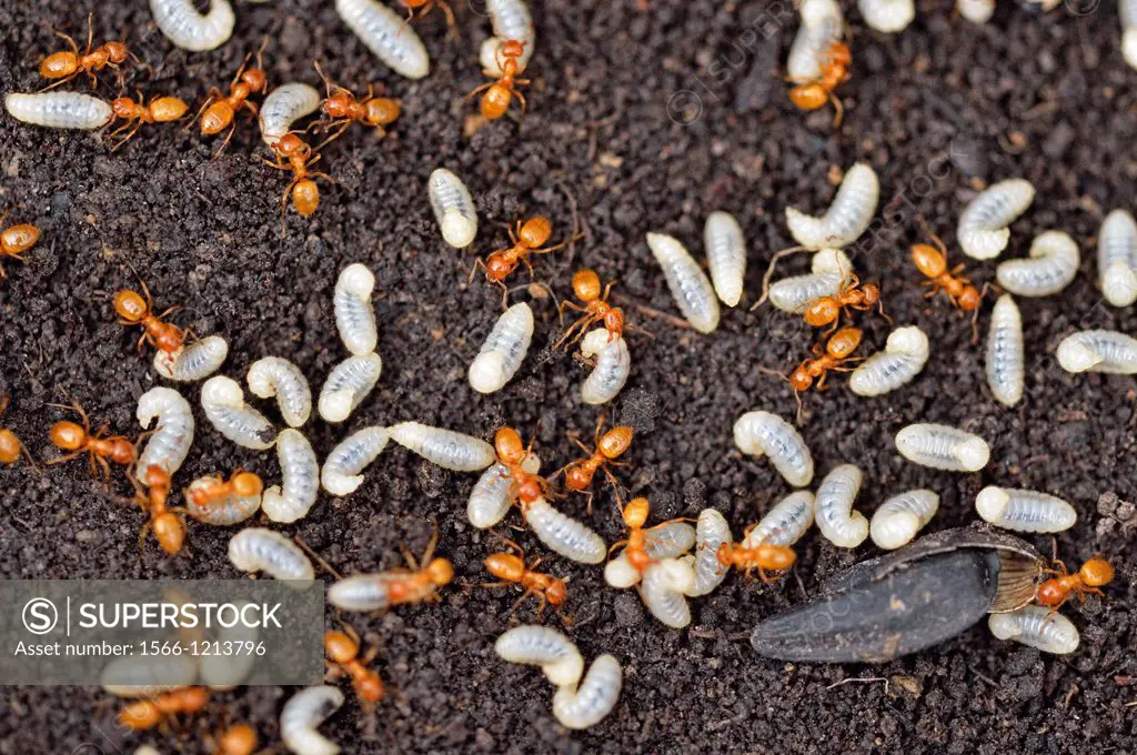 Golden ant/Garden ant Lasius spp  Worker ants tending to their young after their nest was uncovered, Greater Sudbury Lively, Ontario, Canada