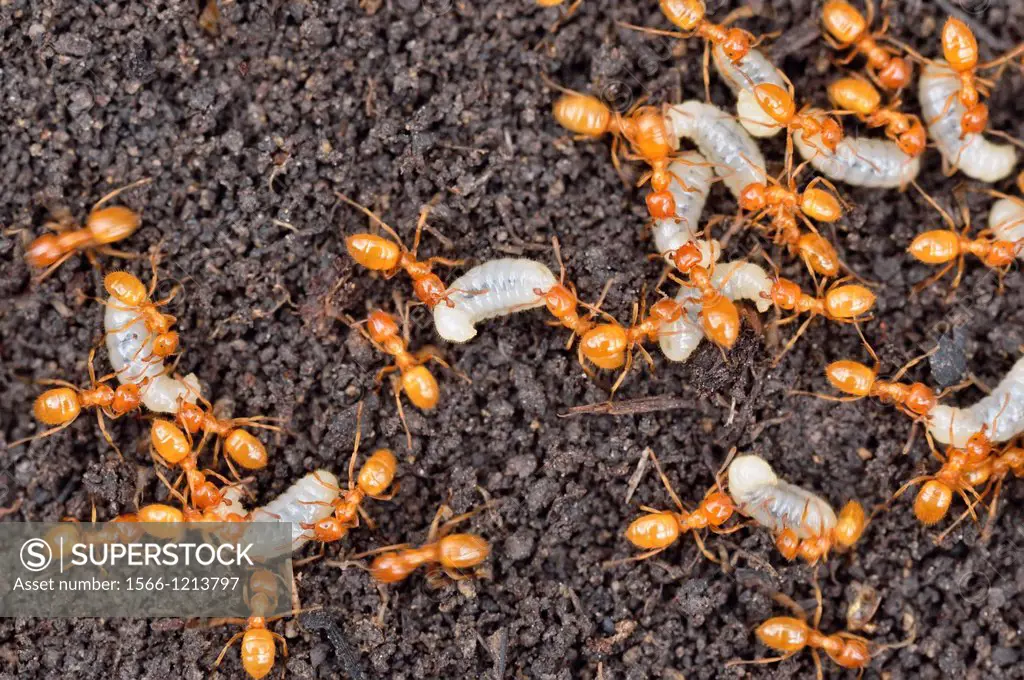 Golden ant/Garden ant Lasius spp  Worker ants tending to their young after their nest was uncovered, Greater Sudbury Lively, Ontario, Canada