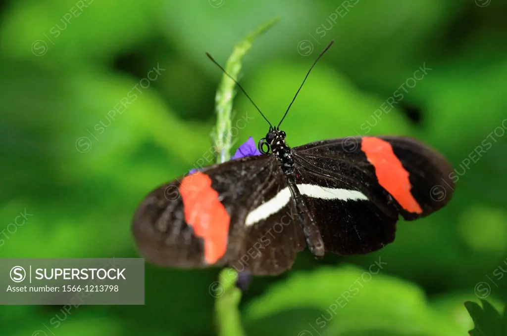 Small postman Heliconius erato, Niagara Butterfly Conservatory, Niagara Falls, Ontario, Canada