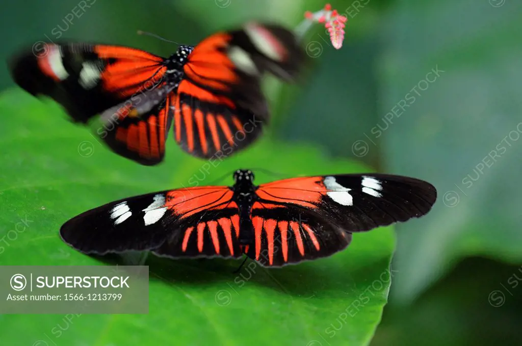 Doris longwing Heliconius doris mating behaviour, Niagara Butterfly Conservatory, Niagara Falls, Ontario, Canada