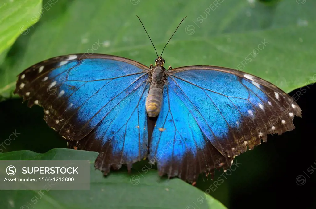 Blue Morpho Morpho peleides, Niagara Butterfly Conservatory, Niagara Falls, Ontario, Canada