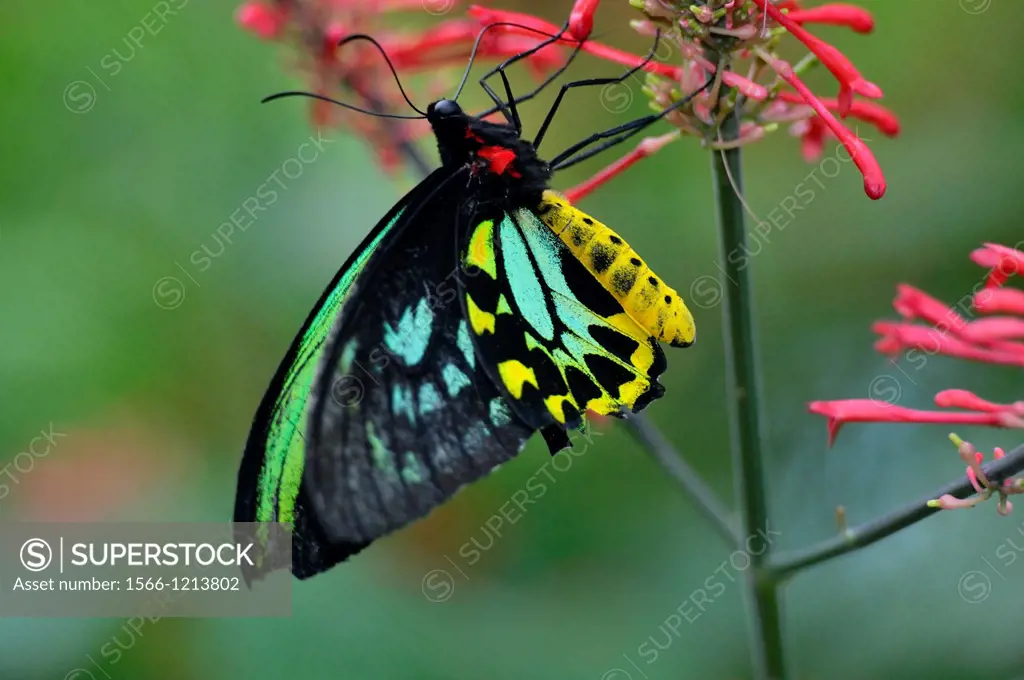 Cairns birdwing Ornithoptera priamus , Niagara Butterfly Conservatory, Niagara Falls, Ontario, Canada