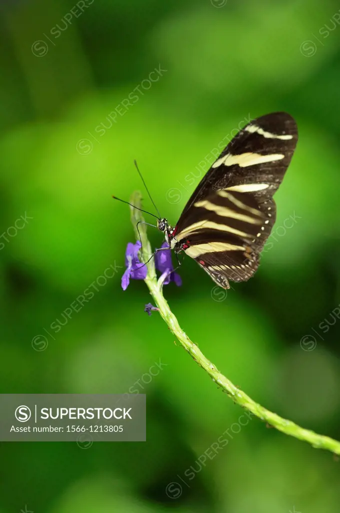 Zebra longwing Heliconius charitonius, Niagara Butterfly Conservatory, Niagara Falls, Ontario, Canada