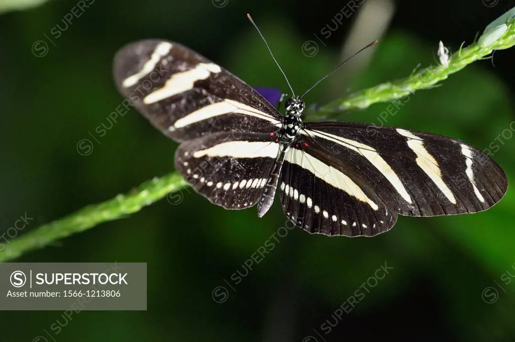 Zebra longwing Heliconius charitonius, Niagara Butterfly Conservatory, Niagara Falls, Ontario, Canada