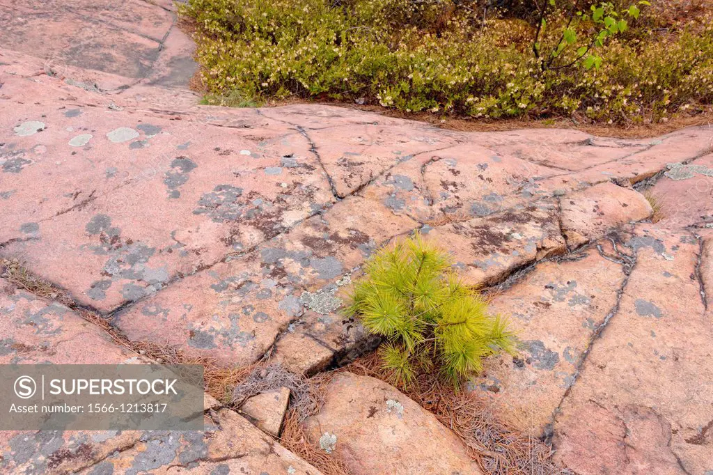Canadian Shield granite outcrops with Eastern white pine Pinus strobus seedling, Killarney Provincial Park, Ontario, Canada
