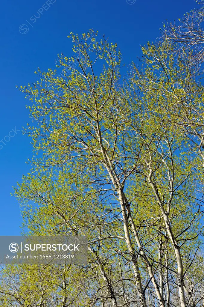 Trembling aspen Populus tremuloides in early spring, Greater Sudbury Whitefish, Ontario, Canada