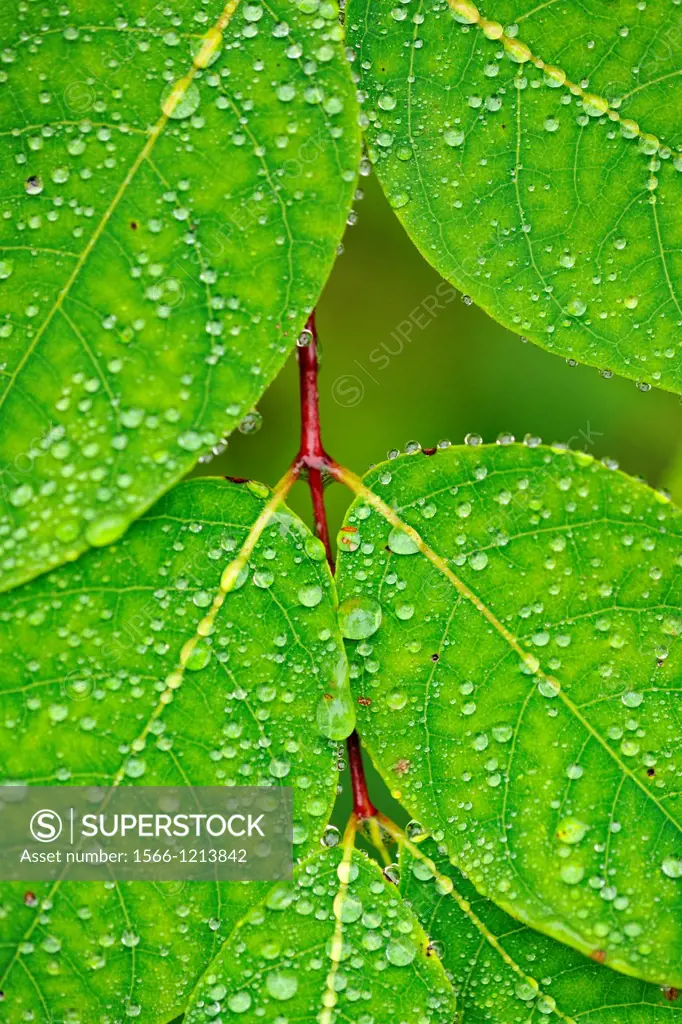 Fly-trap dogbane, Spreading dogbane Apocynum androsaemifolium Leaves with raindrops, Greater Sudbury , Ontario, Canada