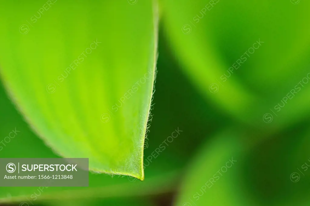 Blue bead lily Clintonia borealis leaves, Greater Sudbury Lively, Ontario, Canada