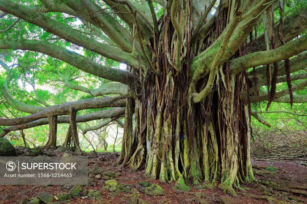 Banyan tree along the Pipiwai trail to Waimoku Fall in the Kipahulu area of Haleakala National Park in Maui, Hawaii