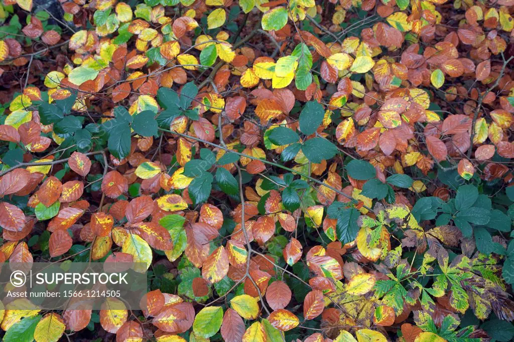 Beech leaves in autumn October Norfolk UK