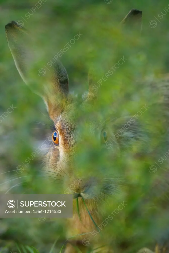 Brown Hare Lepus europaeus portrait