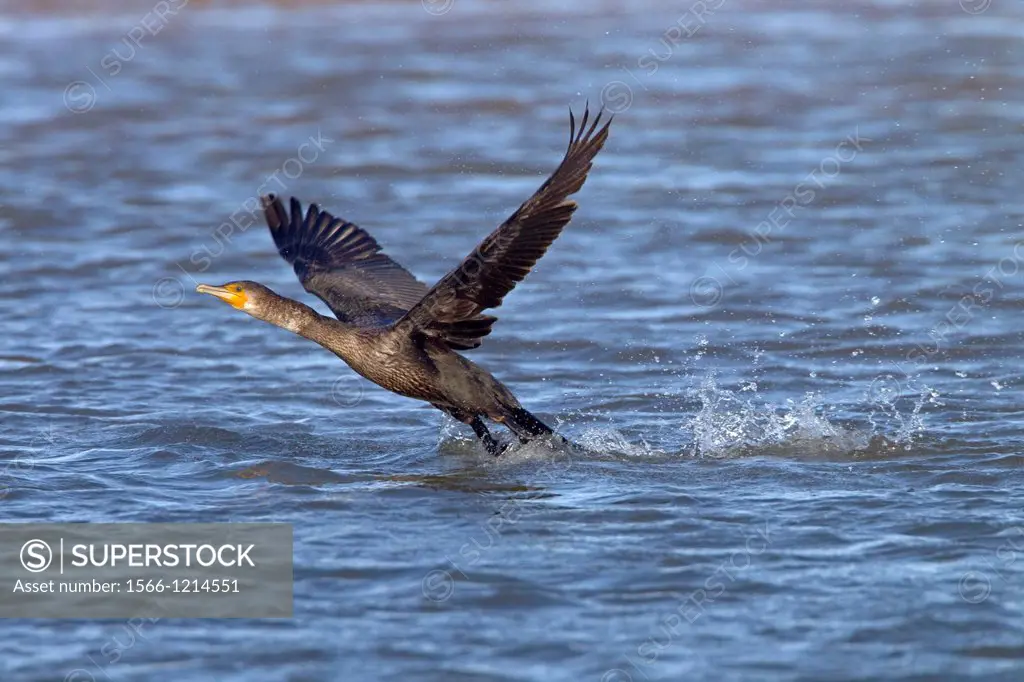 Cormorant Phalacrocorax carbo flying from saltwater creek