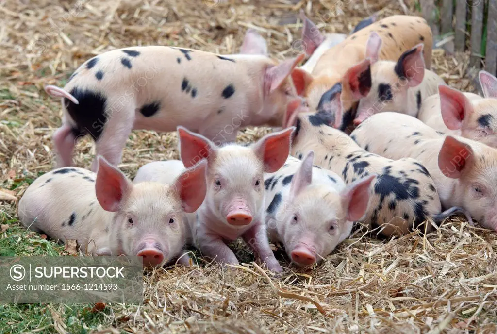 Gloucester Oldspot Piglets looking from sty, rare breed