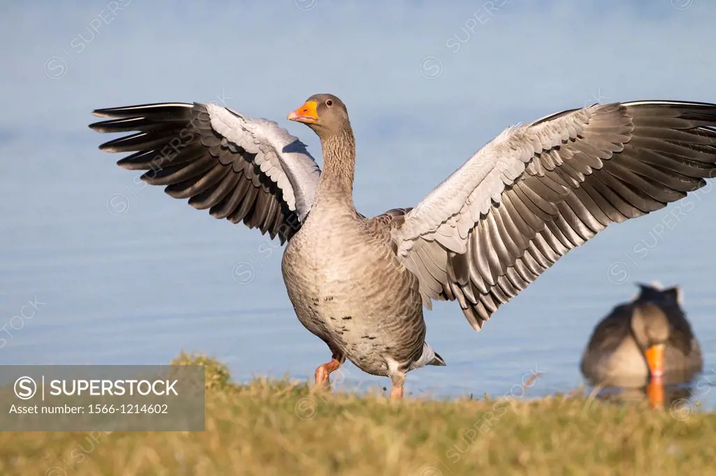 Greylag Goose Anser anser landing on bank of coastal pool