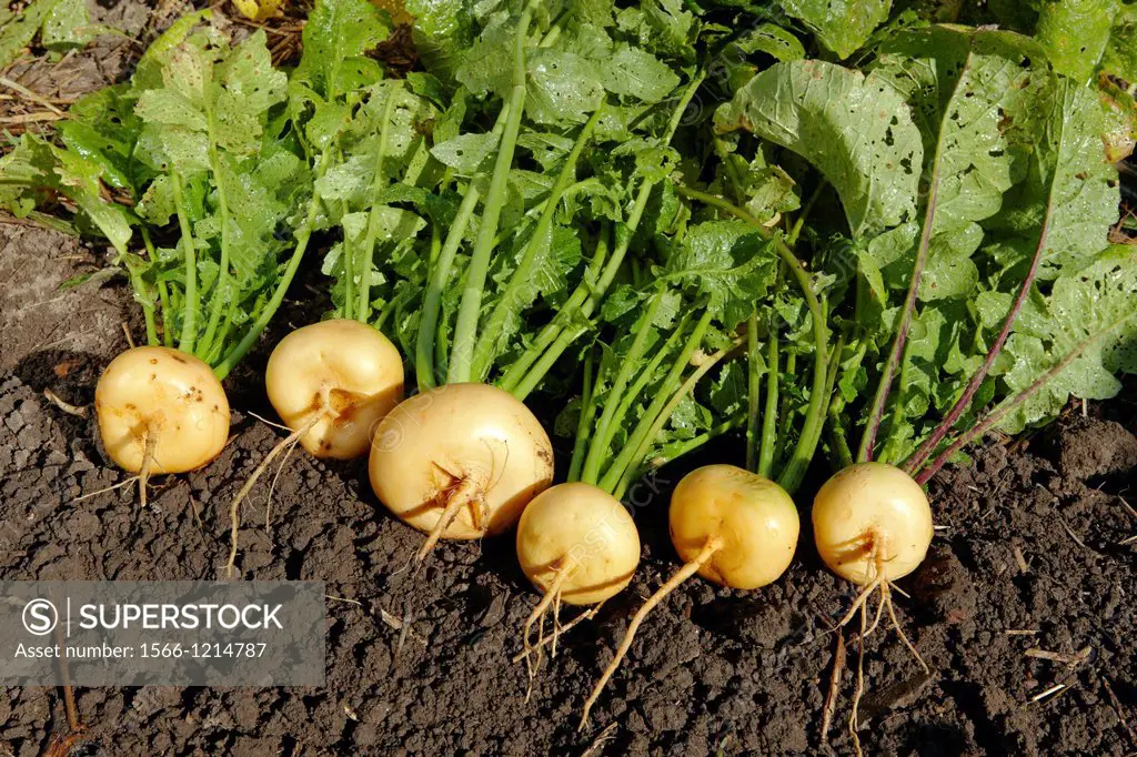 Turnip, organically grown  Scientific name: Brassica rapa, or Brassica campestris L
