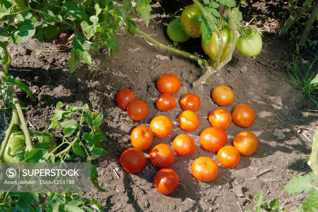 Tomatoes, organically grown  Scientific name: Solanum lycopersicum