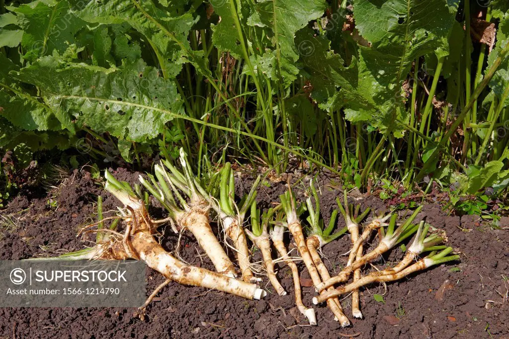 Horseradish, organically grown  Scientific name: Armoracia rusticana, or Cochlearia armoracia