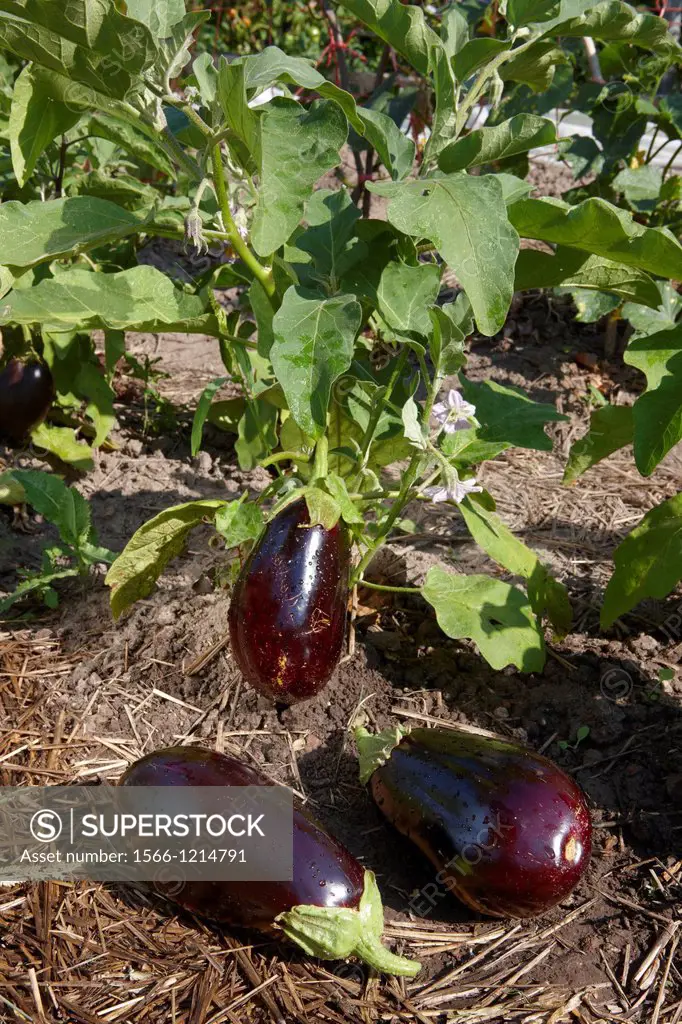 Eggplants, organically grown  Scientific name: Solanum melongena