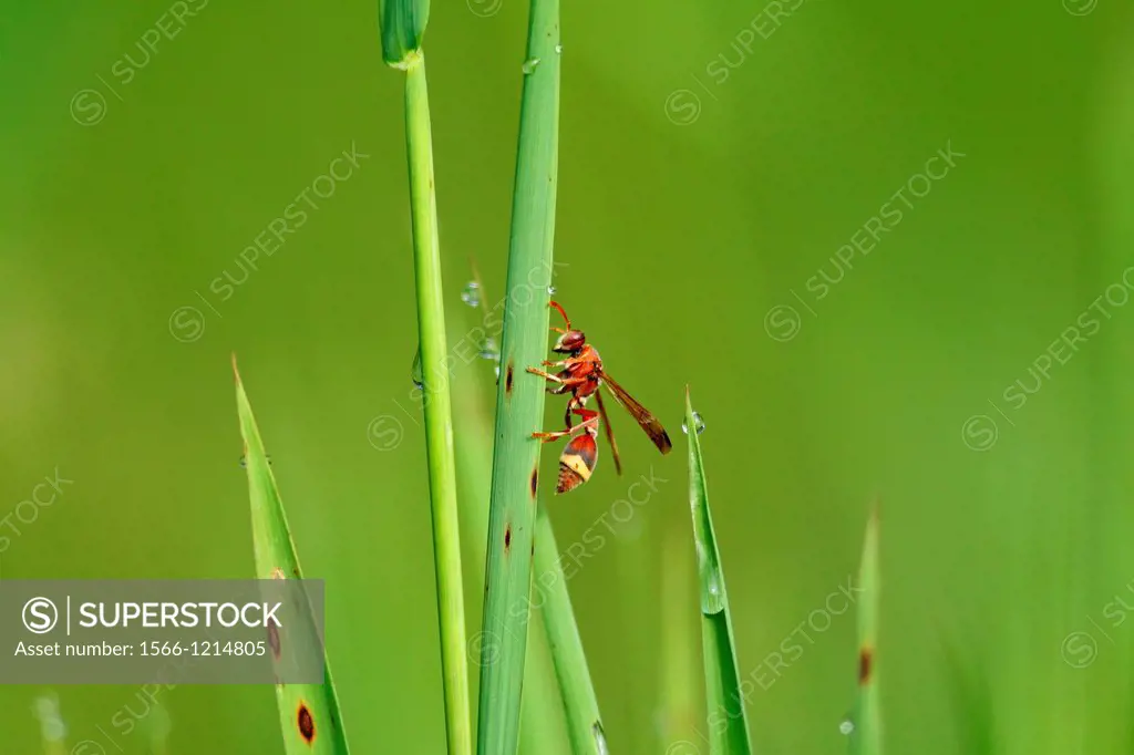 Bee on a grass