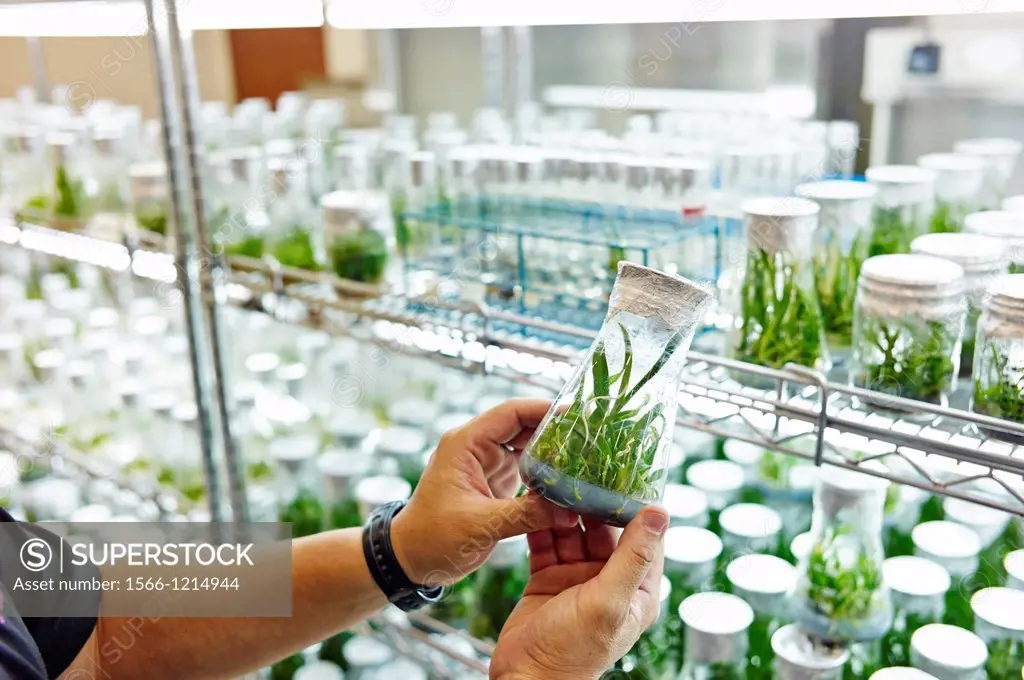Lab workers culvating orchid species and hybrids in a laboratory