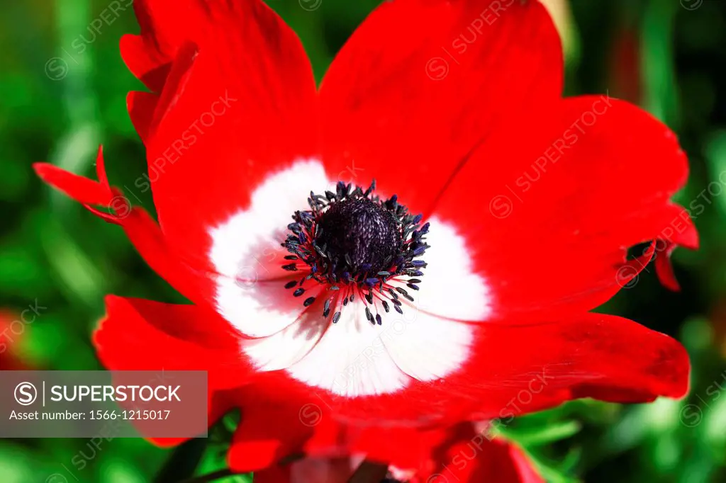 A red Anemone coronaria De Caen Group Mixed flower