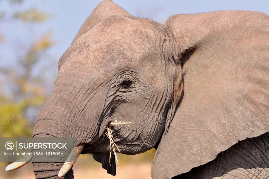 African Elephant, Loxodonta africana, eating, Kruger National Park, South Africa