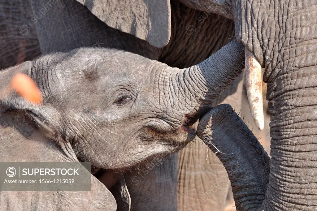 African Elephant, Loxodonta africana, mother and calf, Kruger National Park, South Africa