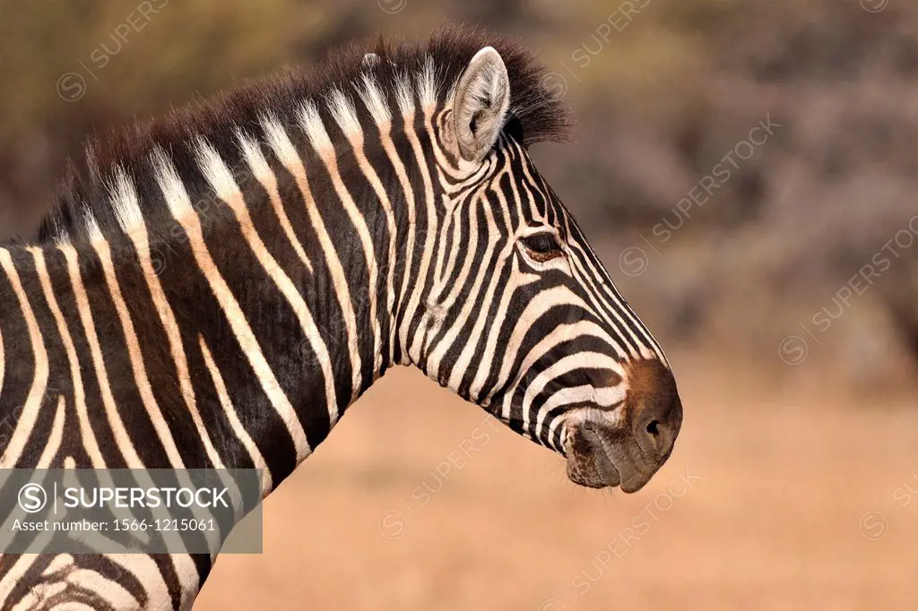 Burchell´s zebra (Equus burchellii), close-up of the head, Marakele National Park, Limpopo, South Africa, Africa