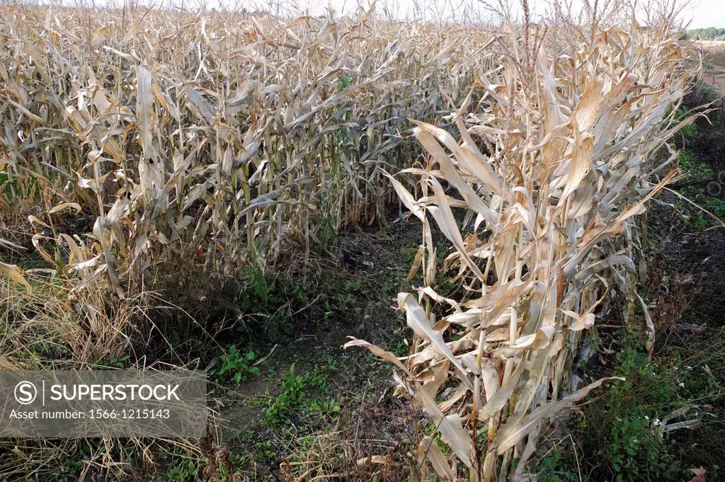 Corn husks in autumn is a field in l´Herault, France
