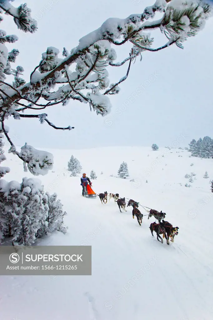 Pirena Advance is a 15 days long sleddog race across the Pyrenees (Spain-France-Andorra). Scoring for the world sleddog championship, it is one of the...