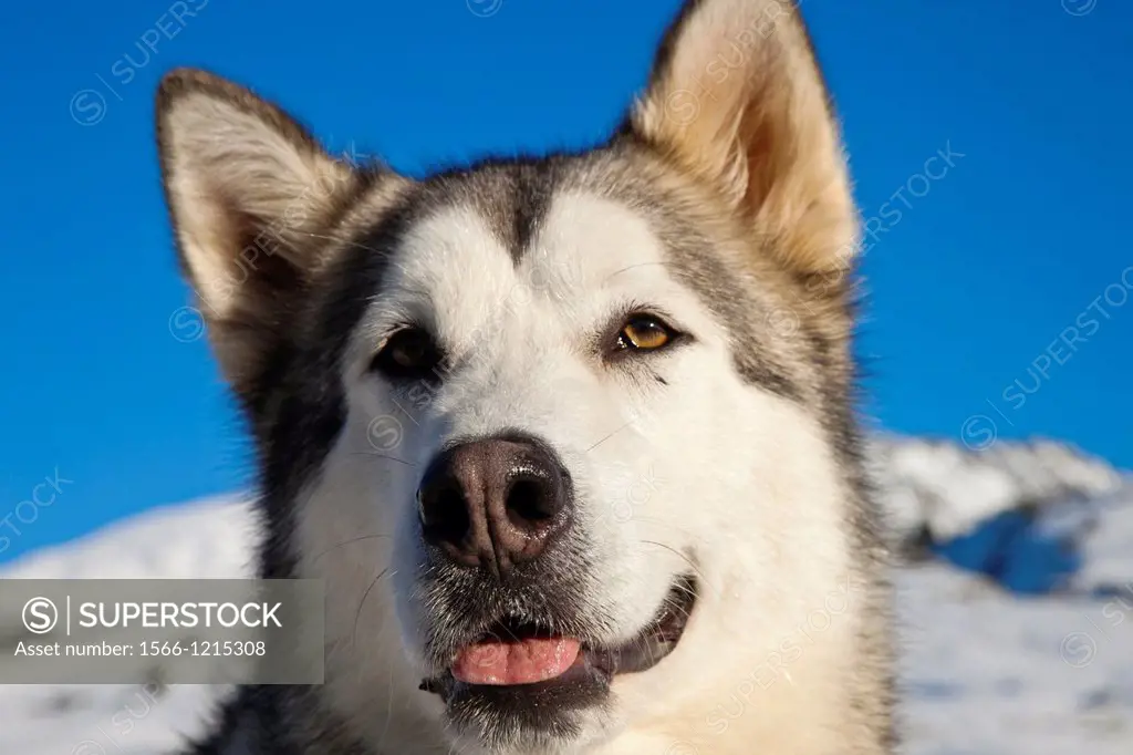 Pirena Advance is a 15 days long sleddog race across the Pyrenees (Spain-France-Andorra). Scoring for the world sleddog championship, it is one of the...