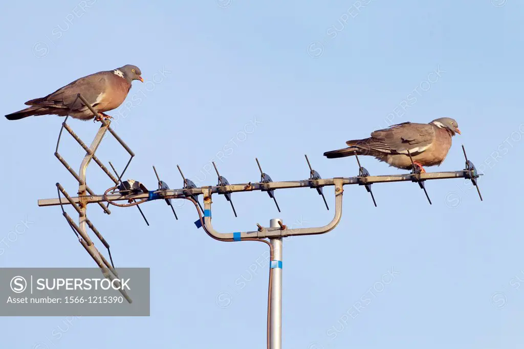 Wood Pigeons Columba palumbus perched on tv aerial