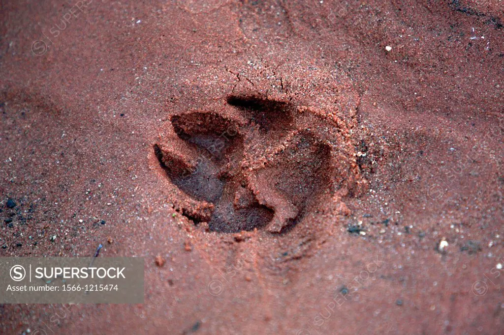 Dingo track  Central Australia