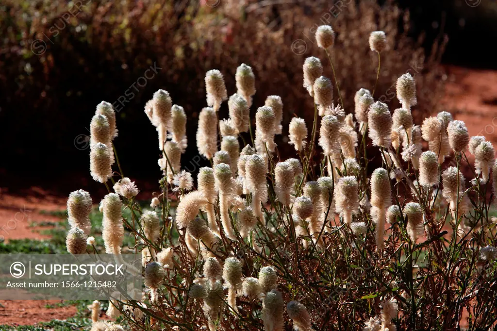 Mulla-Mulla flowers, Central Australia