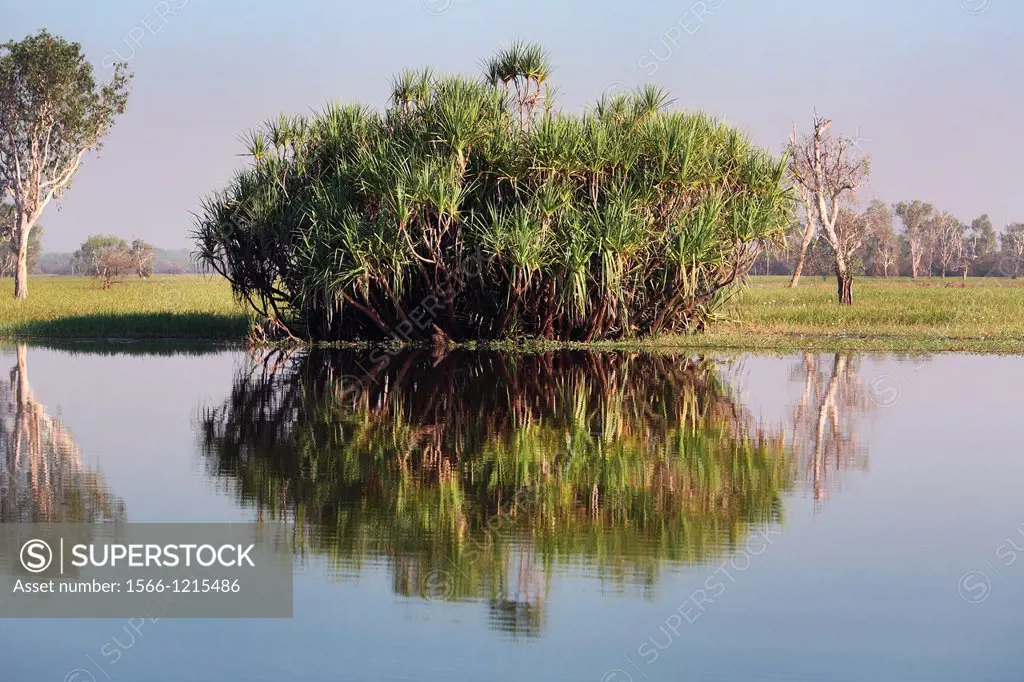 Yellow Water Billabong in Kakadu National Park  Northern Territory, Australia